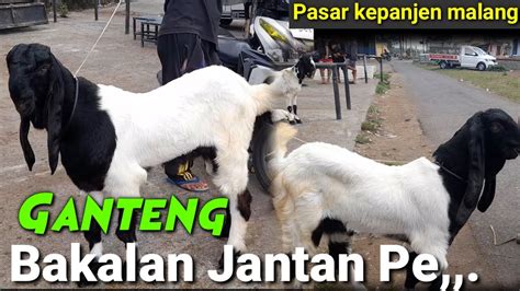 UPDATE HARGA KAMBING HARI INI DI PASAR HEWAN KEPANJEN MALANG