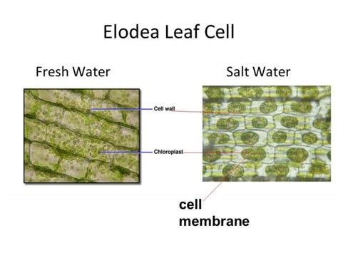 Elodea Leaf Microscope Lab - Infoupdate.org