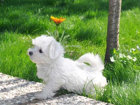 En Tatlı Köpek Terrier Maltese Eğitimi Pet Okulu