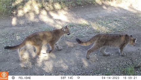 Understanding Mountain Lions in Northern California: Threats, Health ...