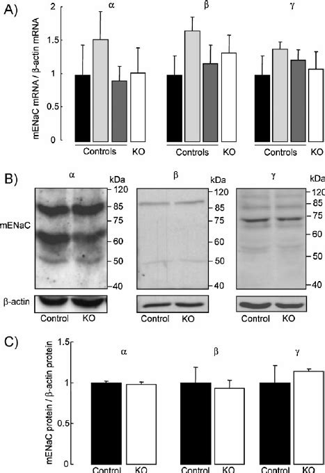 Expression Of Enac Subunits In Distal Lung Epithelial Cells A