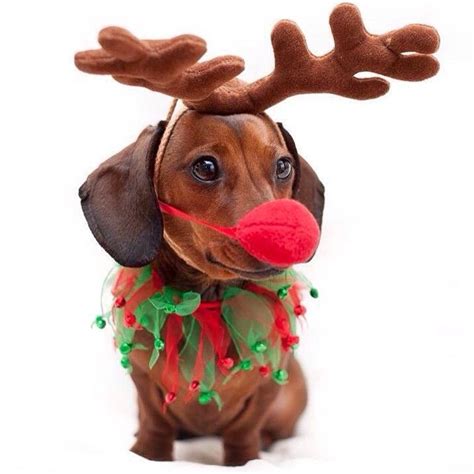 Beasweetbeauty On Instagram Rudolph Is That You Meet Dolly Dolly