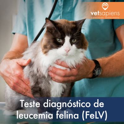 Teste diagnóstico de leucemia felina FeLV by Vetsapiens