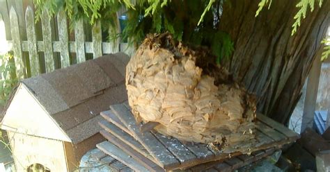 Sarah And Michal Biggest Wasp Nest Ever