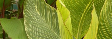 Canna les plus belles variétés Promesse de Fleurs