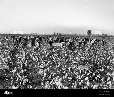 COTTON PLANTATION. /nA crew of workers picking cotton on a plantation ...