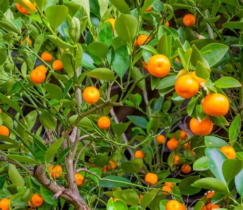 Premium Photo | Bitter orange tree