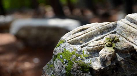 Flora Fauna Araştırmaları Raporu 2013 Phaselis Araştırmaları