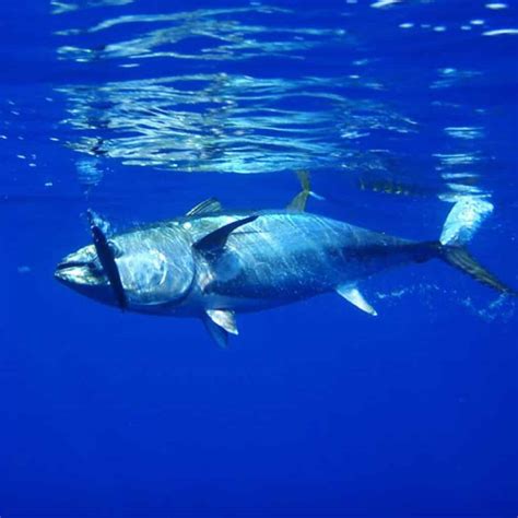 Bluefin Vs Yellowfin Tuna Main Differences Ocean Info