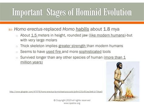 Hominid Evolution © Copyright 2015 All Rights Reserved Ppt Download