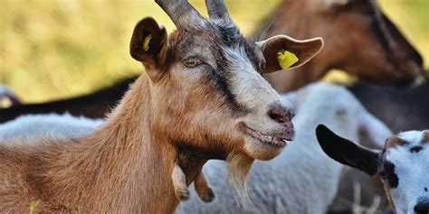 7 Jenis Kambing Unggulan Yang Cocok Jadi Peliharaan Hewan Kurban