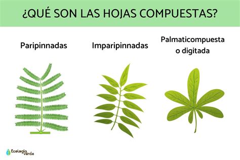 Hojas Compuestas Qué Son Tipos Y Ejemplos Resumen Con Esquemas