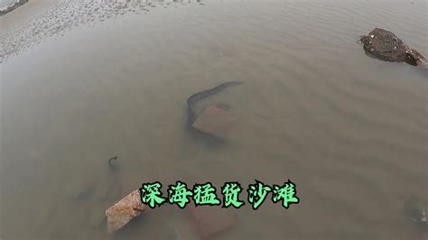 沙滩退潮后海货集体趴窝，阿狮赶海捡鲍鱼、章鱼、海螺抓深海巨鳗 Youtube