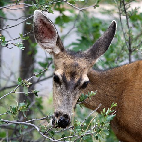 Mule Deer Eating Shrub Picture Free Photograph Photos Public Domain