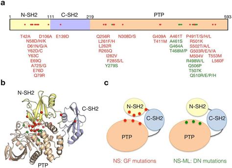 Locational Distribution Of Mutation Sites On Ptpn Protein A The