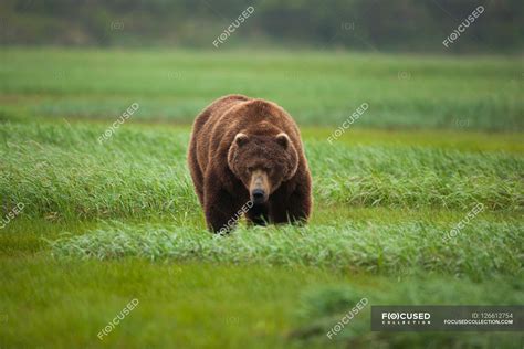 Brown bear, Katmai National Park — portrait, day - Stock Photo | #126612754