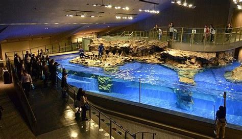 Tokyo Travel: Sumida Aquarium | Tokyo city, Tokyo night, Aquarium