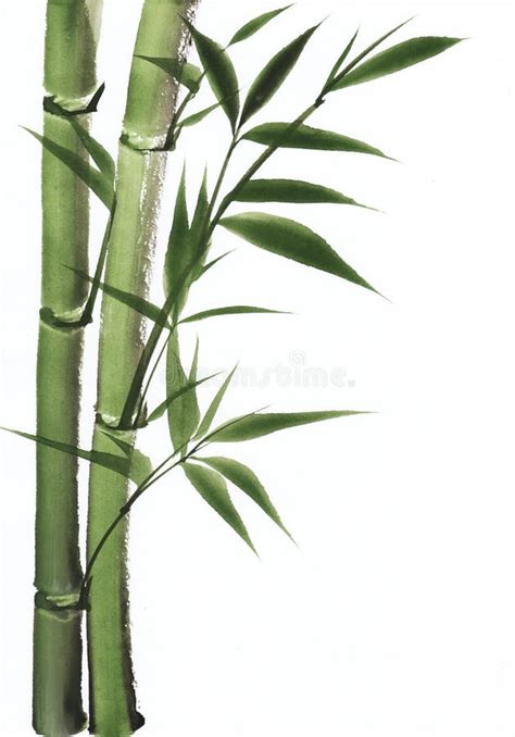 Watercolor Painting Of Bamboo Stock Illustration - Image: 27256101