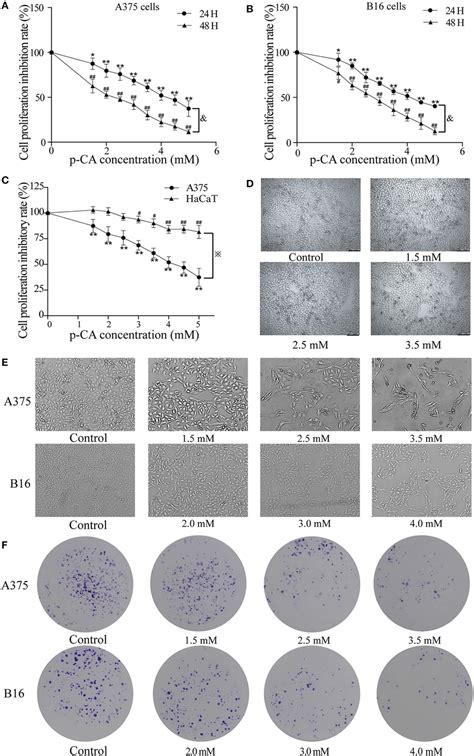 P CA Inhibits Proliferation And Colony Formation Of A375 And B16