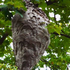 Bald Faced Hornet Nest By Samwaters VIEWBUG