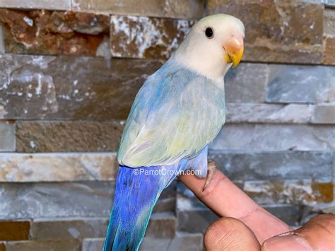 Violet Pallid Lovebirds for sale ( Peach Faced Lovebird ) - ParrotCrown.com