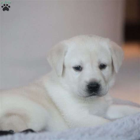 Holly Yellow Labrador Retriever Puppy For Sale In Pennsylvania