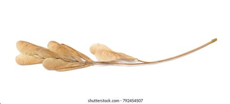 Set Kapok Ceiba Pentandra White Silk Stock Photo Shutterstock