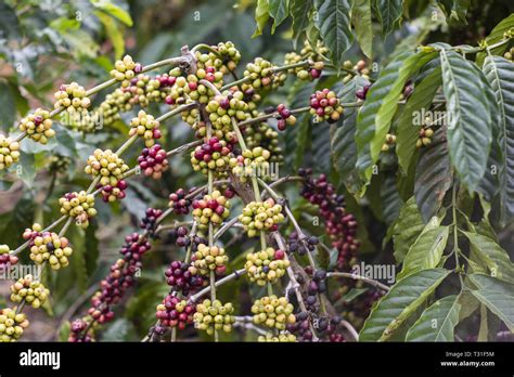 Kaffeeanbau Fotos Und Bildmaterial In Hoher Aufl Sung Alamy