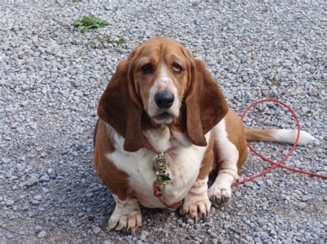 Millie Basset Hound Basset Hound Beagle Bassett Hound