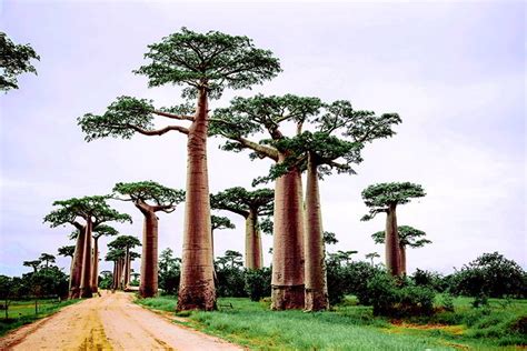 Qu Ver En Madagascar Lugares Imprescindibles Para Tu Viaje