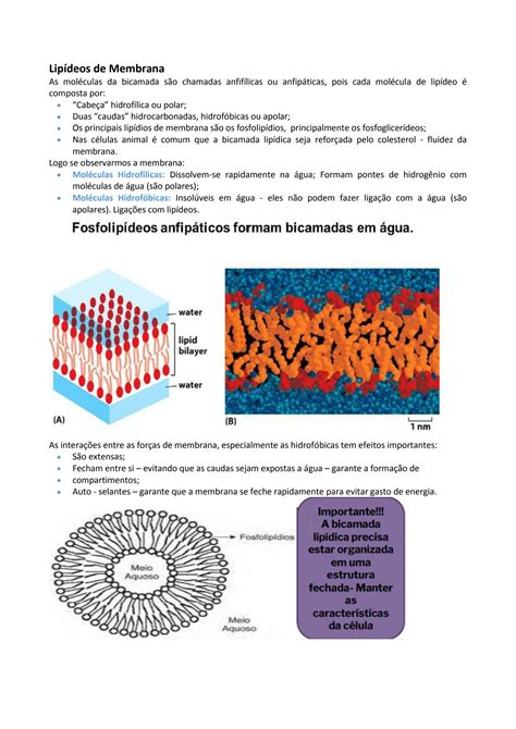 Solution Membrana Plasm Tica Studypool