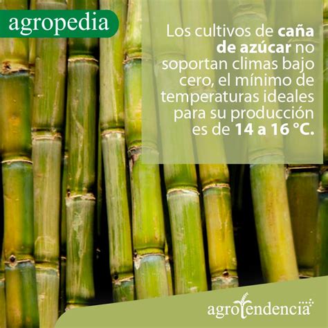 Cultivo De Caña De Azúcar Conoce Su Manejo E Importancia