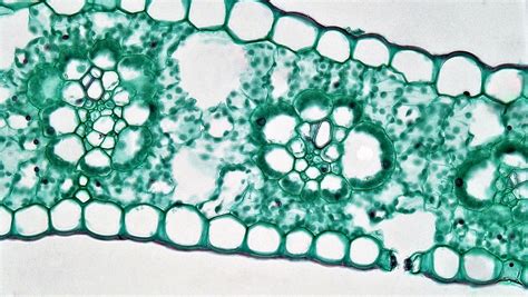 Angiosperm Morphology Unspecialized Mesophyll In Zea Leaf Flickr