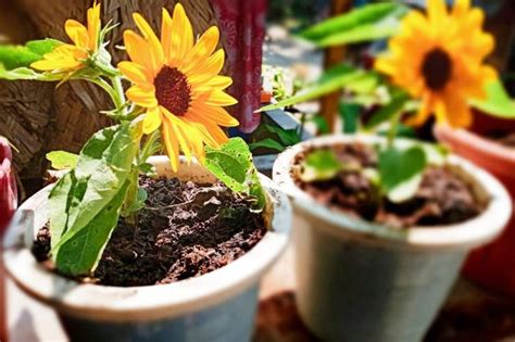 Come Coltivare Il Girasole In Vaso Tutti I Consigli Pourfemme