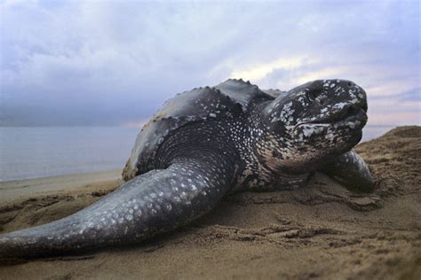 Coup De Pouce Pour Les Tortues Luths WWF France