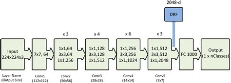 Sensors Free Full Text Automatic Hierarchical Classification Of Kelps