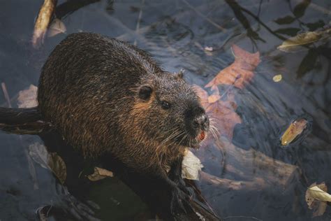 Wild Nutria In Clear Water · Free Stock Photo