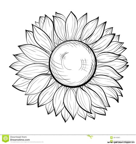 Simple Sunflower Drawing At Getdrawings Free Download