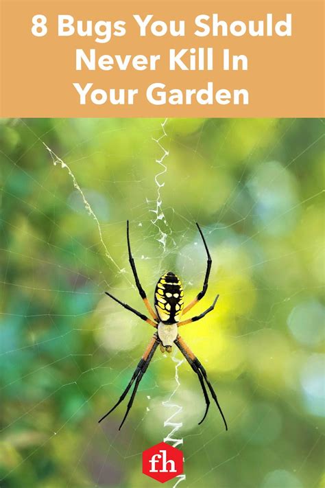 8 Bugs You Should Never Kill In Your Garden Garden Spider Garden