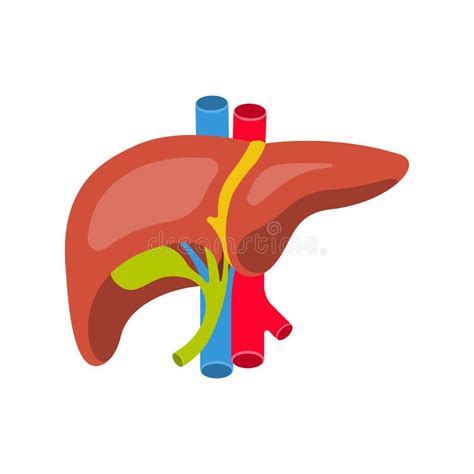 Menselijke Lever Anatomie Van De Menselijke Galblaas Aorta En