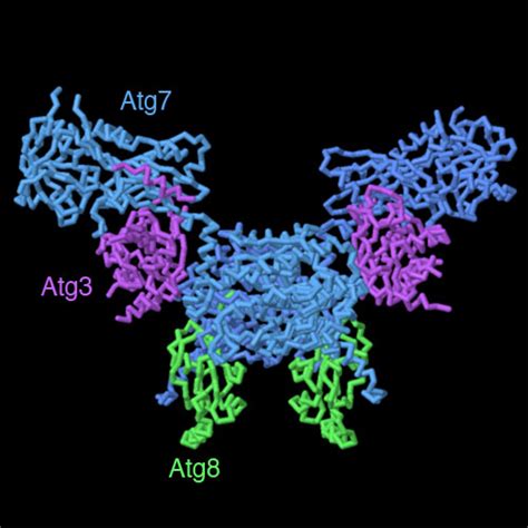 Pdb 101 Molecule Of The Month Aminopeptidase 1 And Autophagy