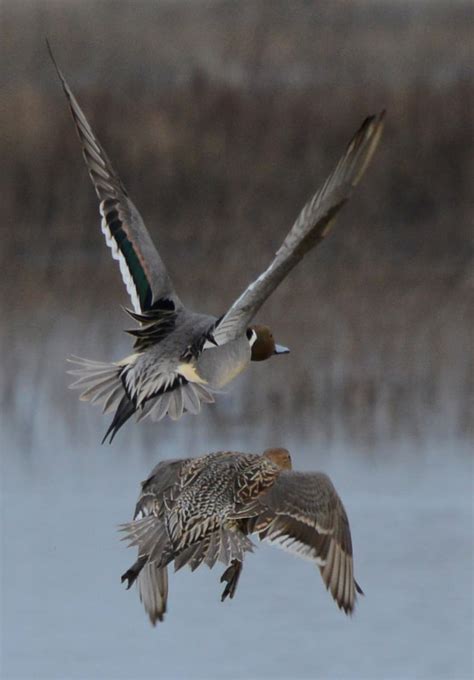 Ducks - Birds Merced Wildlife Refuge