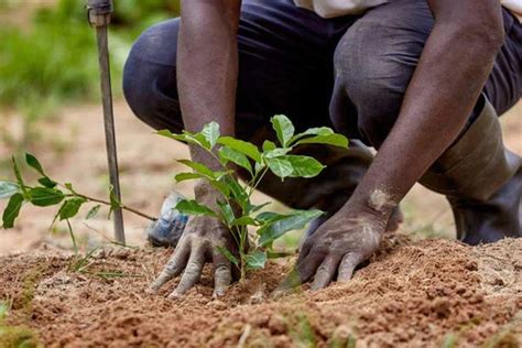 The secret Behind Love Cocoa's Cocoa Farming Practices