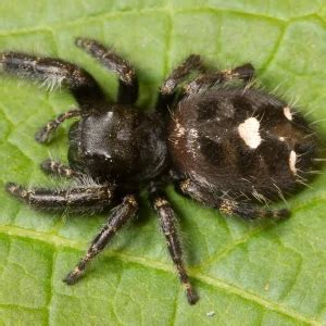 Phidippus audax - Facts, Diet, Habitat & Pictures on Animalia.bio