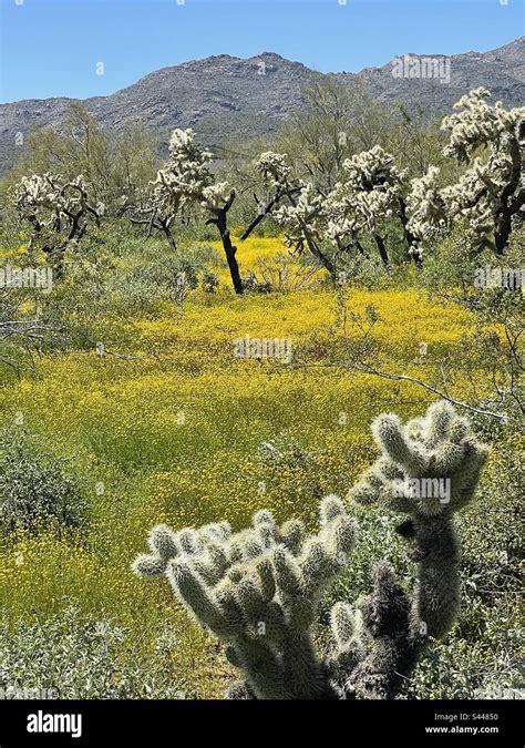 High Desert Park Black Canyon Rock Springs Jumping Cholla Cacti