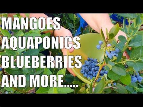 Rob Bob S Aquaponics Backyard Farm Youtube