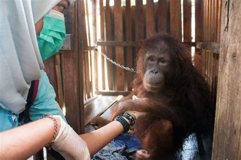 Dua Individu Orangutan Kembali Diselamatkan Yayasan Iar Indonesia