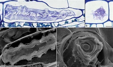 Cystolith internal structure is layered around a central core. a.... | Download Scientific Diagram