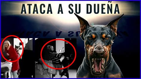 Importancia de los Límites en la Relación con Perros Dalecan