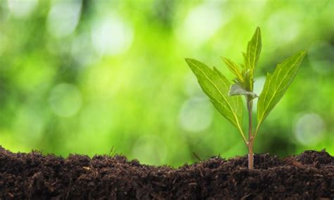 Sol Fertile Comment Am Liorer La Terre De Votre Jardin Trucs Pratiques